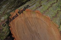 Sassafras-Baum, Nelkenzimt-Baum, Fenchelholz-Baum, Sassafras albidum, Lauraceae, Sassafras albidum, Sassafras, Fenchelholzbaum, Nelkenzimtbaum, Blühend Kauf von 00912_sassafras_albidum_dsc_8229.jpg