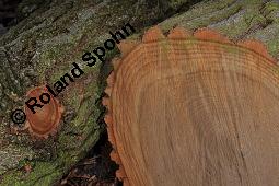 Sassafras-Baum, Nelkenzimt-Baum, Fenchelholz-Baum, Sassafras albidum, Lauraceae, Sassafras albidum, Sassafras, Fenchelholzbaum, Nelkenzimtbaum, Blühend Kauf von 00912_sassafras_albidum_dsc_8231.jpg