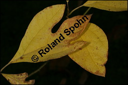 Sassafras-Baum, Nelkenzimt-Baum, Fenchelholz-Baum, Sassafras albidum, Lauraceae, Sassafras albidum, Sassafras, Fenchelholzbaum, Nelkenzimtbaum, Blühend Kauf von 00912sassafras_albidumimg_4543.jpg