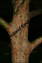 Sassafras-Baum, Nelkenzimt-Baum, Fenchelholz-Baum, Sassafras albidum, Lauraceae, Sassafras albidum, Sassafras, Fenchelholzbaum, Nelkenzimtbaum, Blühend Kauf von 00912sassafras_albidumimg_4545.jpg