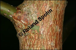 Sassafras-Baum, Nelkenzimt-Baum, Fenchelholz-Baum, Sassafras albidum, Lauraceae, Sassafras albidum, Sassafras, Fenchelholzbaum, Nelkenzimtbaum, Blühend Kauf von 00912sassafras_albidumimg_4546.jpg