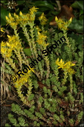 Scharfer Mauerpfeffer, Sedum acre, Crassulaceae, Sedum acre, Scharfer Mauerpfeffer, Blühend Kauf von 00920sedum_acreimg_8306.jpg