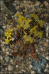 Scharfer Mauerpfeffer, Sedum acre, Crassulaceae, Sedum acre, Scharfer Mauerpfeffer, Blühend Kauf von 00920sedum_acreimg_8359.jpg