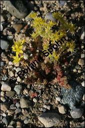 Scharfer Mauerpfeffer, Sedum acre, Crassulaceae, Sedum acre, Scharfer Mauerpfeffer, Blühend Kauf von 00920sedum_acreimg_8360.jpg