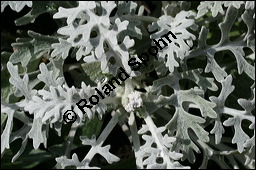 Aschenpflanze, Weißfilziges Greiskraut, Senecio cineraria, Senecio bicolor, Cineraria maritima, Asteraceae, Senecio cineraria, Senecio bicolor, Cineraria maritima, Aschenpflanze, Weißfilziges Greiskraut, Weißfilziges Kreuzkraut, Beblättert Kauf von 00926senecio_cinerariaimg_5666.jpg