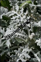 Aschenpflanze, Weißfilziges Greiskraut, Senecio cineraria, Senecio bicolor, Cineraria maritima, Asteraceae, Senecio cineraria, Senecio bicolor, Cineraria maritima, Aschenpflanze, Weißfilziges Greiskraut, Weißfilziges Kreuzkraut, Beblättert Kauf von 00926senecio_cinerariaimg_5667.jpg