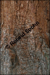 Mammutbaum, Bergmammutbaum, Wellingtonie, Sequoiadendron giganteum, Wellingtonia gigantea, Sequoia gigantea, Taxodiaceae, Sequoiadendron giganteum, Wellingtonia gigantea, Sequoia gigantea, Mammutbaum, Bergmammutbaum, Wellingtonie, Stamm Kauf von 00927sequoiadendron_giganteumimg_9096.jpg