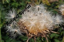 Gewöhnliche Mariendistel, Silybum marianum, Asteraceae, Silybum marianum, Gewöhnliche Mariendistel, Blühend Kauf von 00930_silybum_marianum_dsc_2547.jpg