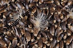 Gewöhnliche Mariendistel, Silybum marianum, Asteraceae, Silybum marianum, Gewöhnliche Mariendistel, Blühend Kauf von 00930_silybum_marianum_dsc_4028.jpg