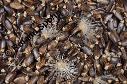 Gewöhnliche Mariendistel, Silybum marianum, Asteraceae, Silybum marianum, Gewöhnliche Mariendistel, Blühend Kauf von 00930_silybum_marianum_dsc_4029.jpg