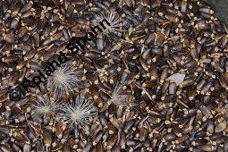 Gewöhnliche Mariendistel, Silybum marianum, Asteraceae, Silybum marianum, Gewöhnliche Mariendistel, Blühend Kauf von 00930_silybum_marianum_dsc_4030.jpg