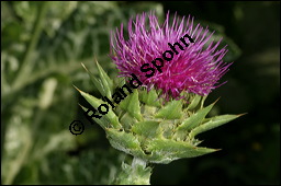 Gewöhnliche Mariendistel, Silybum marianum, Asteraceae, Silybum marianum, Gewöhnliche Mariendistel, Blühend Kauf von 00930silybum_marianumimg_4304.jpg