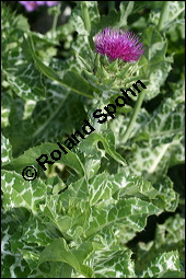 Gewöhnliche Mariendistel, Silybum marianum, Asteraceae, Silybum marianum, Gewöhnliche Mariendistel, Blühend Kauf von 00930silybum_marianumimg_4305.jpg