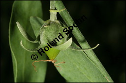 Jojobastrauch, Simmondsia chinensis, Buxaceae/Simmondsiaceae, Simmondsia chinensis, Jojobastrauch, unreif fruchtend Kauf von 00931simmondsia_chinensisimg_6819.jpg
