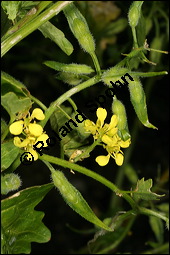 Weißer Senf, Sinapis alba, Brassica hirta, Brassicaceae, Sinapis alba, Brassica hirta, Weißer Senf, Blühend und unreif fruchtend Kauf von 00932sinapis_albaimg_8965.jpg