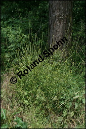 Weg-Rauke, Sisymbrium officinale, Brassicaceae, Sisymbrium officinale, Weg-Rauke, Blühend Kauf von 00933sisymbrium_officinaleimg_2336.jpg