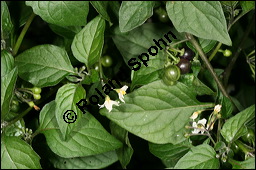 Schwarzer Nachtschatten, Solanum nigrum, Solanaceae, Solanum nigrum, Schwarzer Nachtschatten, fruchtend Kauf von 00939solanum_nigrumimg_4564.jpg