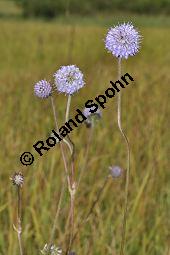 Teufelsabbiss, Abbisskraut, Succisa pratensis, Scabiosa succisa, Succisa pratensis, Scabiosa succisa, Teufelsabbiss, Abbisskraut, Dipsacaceae, Blühend, mit Veränderliche Krabbenspinne, Misumena vatia Kauf von 00959_succisa_pratensis_dsc_0151.jpg