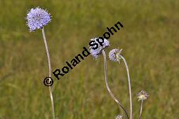 Teufelsabbiss, Abbisskraut, Succisa pratensis, Scabiosa succisa, Succisa pratensis, Scabiosa succisa, Teufelsabbiss, Abbisskraut, Dipsacaceae, Blühend, mit Veränderliche Krabbenspinne, Misumena vatia Kauf von 00959_succisa_pratensis_dsc_0152.jpg