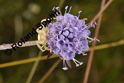 Teufelsabbiss, Abbisskraut, Succisa pratensis, Scabiosa succisa, Succisa pratensis, Scabiosa succisa, Teufelsabbiss, Abbisskraut, Dipsacaceae, Blühend, mit Veränderliche Krabbenspinne, Misumena vatia Kauf von 00959_succisa_pratensis_dsc_7272.jpg
