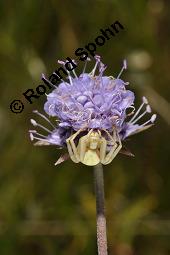 Teufelsabbiss, Abbisskraut, Succisa pratensis, Scabiosa succisa, Succisa pratensis, Scabiosa succisa, Teufelsabbiss, Abbisskraut, Dipsacaceae, Blühend, mit Veränderliche Krabbenspinne, Misumena vatia Kauf von 00959_succisa_pratensis_dsc_7273.jpg