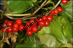 Gewöhnliche Schmerwurz, Tamus communis, Dioscoreaceae, Tamus communis, Gewöhnliche Schmerwurz, fruchtend Kauf von 00964tamus_communisimg_4491.jpg