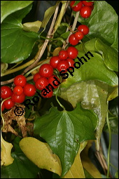 Gewöhnliche Schmerwurz, Tamus communis, Dioscoreaceae, Tamus communis, Gewöhnliche Schmerwurz, fruchtend Kauf von 00964tamus_communisimg_4492.jpg