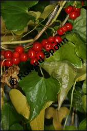 Gewöhnliche Schmerwurz, Tamus communis, Dioscoreaceae, Tamus communis, Gewöhnliche Schmerwurz, fruchtend Kauf von 00964tamus_communisimg_4493.jpg