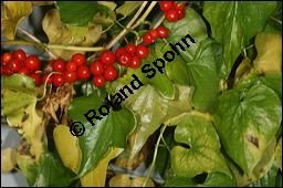 Gewöhnliche Schmerwurz, Tamus communis, Dioscoreaceae, Tamus communis, Gewöhnliche Schmerwurz, fruchtend Kauf von 00964tamus_communisimg_4494.jpg