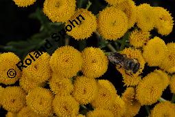 Gewöhnlicher Rainfarn, Wurmkraut, Tanacetum vulgare, Chrysanthemum vulgare, Asteraceae, Tanacetum vulgare, Chrysanthemum vulgare, Gewöhnlicher Rainfarn, Wurmkraut, Blühend Kauf von 00968_tanacetum_vulgare_dsc_2937.jpg