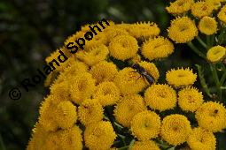 Gewöhnlicher Rainfarn, Wurmkraut, Tanacetum vulgare, Chrysanthemum vulgare, Asteraceae, Tanacetum vulgare, Chrysanthemum vulgare, Gewöhnlicher Rainfarn, Wurmkraut, Blühend Kauf von 00968_tanacetum_vulgare_dsc_2938.jpg