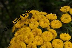 Gewöhnlicher Rainfarn, Wurmkraut, Tanacetum vulgare, Chrysanthemum vulgare, Asteraceae, Tanacetum vulgare, Chrysanthemum vulgare, Gewöhnlicher Rainfarn, Wurmkraut, Blühend Kauf von 00968_tanacetum_vulgare_dsc_2939.jpg