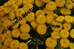 Gewöhnlicher Rainfarn, Wurmkraut, Tanacetum vulgare, Chrysanthemum vulgare, Asteraceae, Tanacetum vulgare, Chrysanthemum vulgare, Gewöhnlicher Rainfarn, Wurmkraut, Blühend Kauf von 00968_tanacetum_vulgare_dsc_2940.jpg