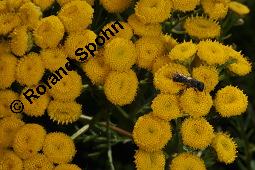 Gewöhnlicher Rainfarn, Wurmkraut, Tanacetum vulgare, Chrysanthemum vulgare, Asteraceae, Tanacetum vulgare, Chrysanthemum vulgare, Gewöhnlicher Rainfarn, Wurmkraut, Blühend Kauf von 00968_tanacetum_vulgare_dsc_2941.jpg