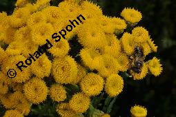 Gewöhnlicher Rainfarn, Wurmkraut, Tanacetum vulgare, Chrysanthemum vulgare, Asteraceae, Tanacetum vulgare, Chrysanthemum vulgare, Gewöhnlicher Rainfarn, Wurmkraut, Blühend Kauf von 00968_tanacetum_vulgare_dsc_2942.jpg