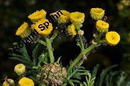 Gewöhnlicher Rainfarn, Wurmkraut, Tanacetum vulgare, Chrysanthemum vulgare, Asteraceae, Tanacetum vulgare, Chrysanthemum vulgare, Gewöhnlicher Rainfarn, Wurmkraut, Blühend Kauf von 00968_tanacetum_vulgare_dsc_2943.jpg