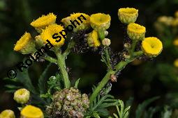 Gewöhnlicher Rainfarn, Wurmkraut, Tanacetum vulgare, Chrysanthemum vulgare, Asteraceae, Tanacetum vulgare, Chrysanthemum vulgare, Gewöhnlicher Rainfarn, Wurmkraut, Blühend Kauf von 00968_tanacetum_vulgare_dsc_2944.jpg