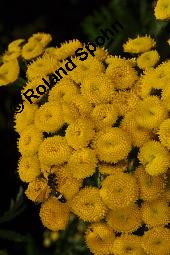 Gewöhnlicher Rainfarn, Wurmkraut, Tanacetum vulgare, Chrysanthemum vulgare, Asteraceae, Tanacetum vulgare, Chrysanthemum vulgare, Gewöhnlicher Rainfarn, Wurmkraut, Blühend Kauf von 00968_tanacetum_vulgare_dsc_2945.jpg