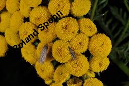 Gewöhnlicher Rainfarn, Wurmkraut, Tanacetum vulgare, Chrysanthemum vulgare, Asteraceae, Tanacetum vulgare, Chrysanthemum vulgare, Gewöhnlicher Rainfarn, Wurmkraut, Blühend Kauf von 00968_tanacetum_vulgare_dsc_3083.jpg