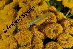 Gewöhnlicher Rainfarn, Wurmkraut, Tanacetum vulgare, Chrysanthemum vulgare, Asteraceae, Tanacetum vulgare, Chrysanthemum vulgare, Gewöhnlicher Rainfarn, Wurmkraut, Blühend Kauf von 00968_tanacetum_vulgare_dsc_3084.jpg