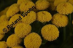 Gewöhnlicher Rainfarn, Wurmkraut, Tanacetum vulgare, Chrysanthemum vulgare, Asteraceae, Tanacetum vulgare, Chrysanthemum vulgare, Gewöhnlicher Rainfarn, Wurmkraut, Blühend Kauf von 00968_tanacetum_vulgare_dsc_6546.jpg