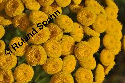 Gewöhnlicher Rainfarn, Wurmkraut, Tanacetum vulgare, Chrysanthemum vulgare, Asteraceae, Tanacetum vulgare, Chrysanthemum vulgare, Gewöhnlicher Rainfarn, Wurmkraut, Blühend Kauf von 00968_tanacetum_vulgare_dsc_6644.jpg