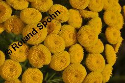 Gewöhnlicher Rainfarn, Wurmkraut, Tanacetum vulgare, Chrysanthemum vulgare, Asteraceae, Tanacetum vulgare, Chrysanthemum vulgare, Gewöhnlicher Rainfarn, Wurmkraut, Blühend Kauf von 00968_tanacetum_vulgare_dsc_6645.jpg