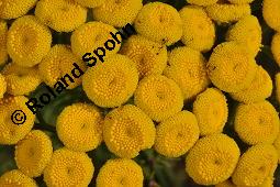 Gewöhnlicher Rainfarn, Wurmkraut, Tanacetum vulgare, Chrysanthemum vulgare, Asteraceae, Tanacetum vulgare, Chrysanthemum vulgare, Gewöhnlicher Rainfarn, Wurmkraut, Blühend Kauf von 00968_tanacetum_vulgare_dsc_6646.jpg