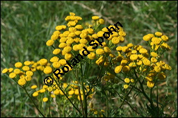 Gewöhnlicher Rainfarn, Wurmkraut, Tanacetum vulgare, Chrysanthemum vulgare, Asteraceae, Tanacetum vulgare, Chrysanthemum vulgare, Gewöhnlicher Rainfarn, Wurmkraut, Blühend Kauf von 00968tanacetum_vulgareimg_3456.jpg
