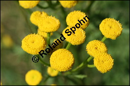 Gewöhnlicher Rainfarn, Wurmkraut, Tanacetum vulgare, Chrysanthemum vulgare, Asteraceae, Tanacetum vulgare, Chrysanthemum vulgare, Gewöhnlicher Rainfarn, Wurmkraut, Blühend Kauf von 00968tanacetum_vulgareimg_3457.jpg