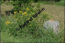 Gewöhnlicher Rainfarn, Wurmkraut, Tanacetum vulgare, Chrysanthemum vulgare, Asteraceae, Tanacetum vulgare, Chrysanthemum vulgare, Gewöhnlicher Rainfarn, Wurmkraut, Blühend Kauf von 00968tanacetum_vulgareimg_3459.jpg