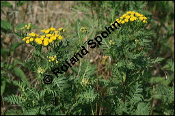 Gewöhnlicher Rainfarn, Wurmkraut, Tanacetum vulgare, Chrysanthemum vulgare, Asteraceae, Tanacetum vulgare, Chrysanthemum vulgare, Gewöhnlicher Rainfarn, Wurmkraut, Blühend Kauf von 00968tanacetum_vulgareimg_9116.jpg