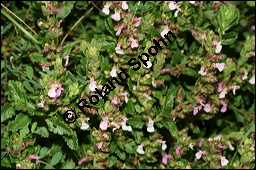 Edel-Gamander, Eichen-Gamander, Teucrium chamaedrys, Lamiaceae, Teucrium chamaedrys, Edel-Gamander, Eichen-Gamander, Blühend Kauf von 00970teucrium_chamaedrysimg_3246.jpg