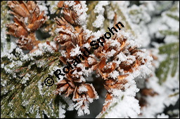 Abendländischer Lebensbaum, Thuja occidentalis, Cupressaceae, Thuja occidentalis, Abendländischer Lebensbaum, Amerikanischer Lebensbaum, fruchtend, im Winter mit Reif Kauf von 00976thuja_occidentalisimg_5079.jpg